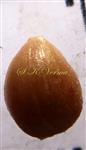  Seed